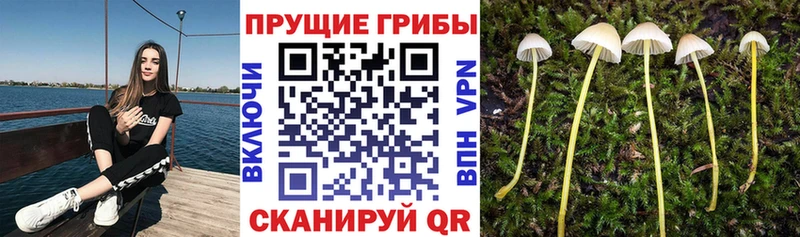 Псилоцибиновые грибы GOLDEN TEACHER  Кадников 